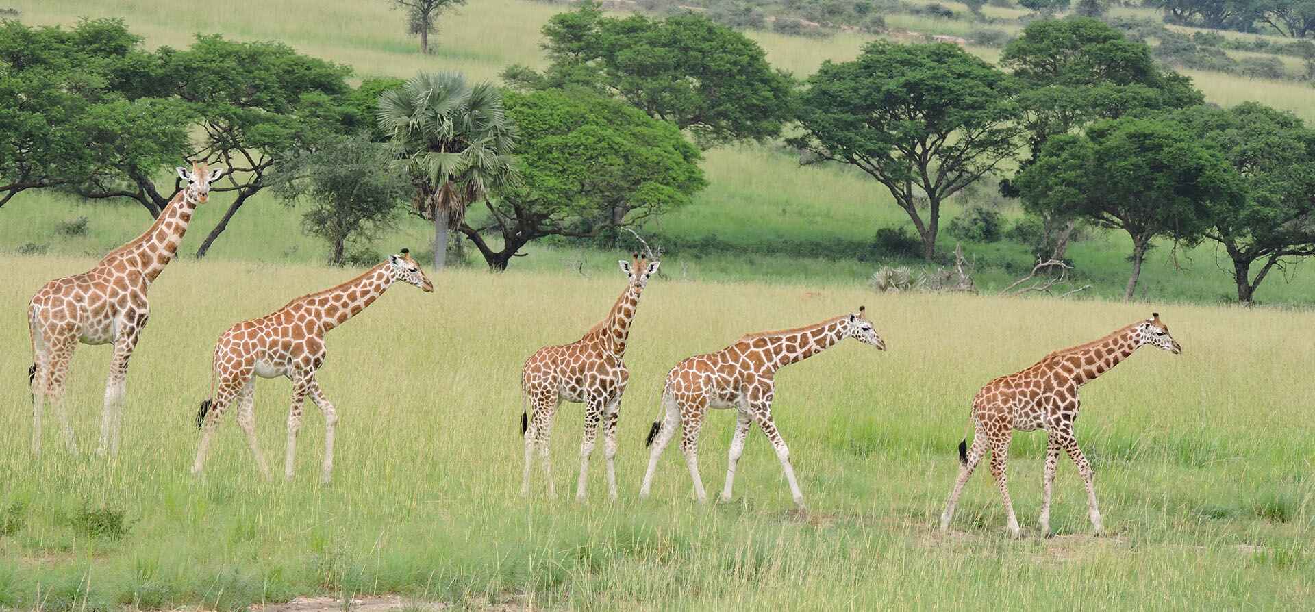 Giraffes on field