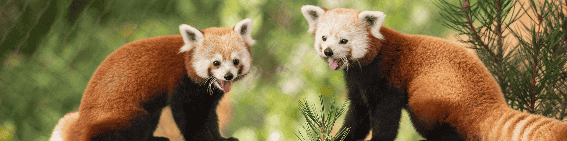 Red pandas sticking out their tongues