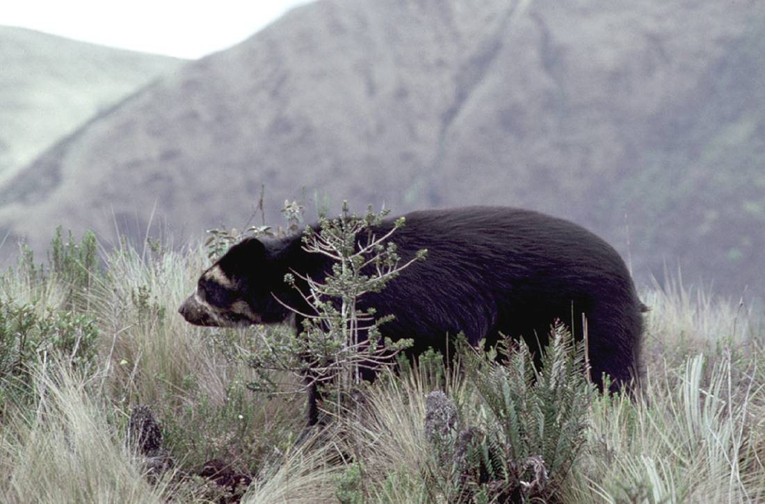 Andean Bear