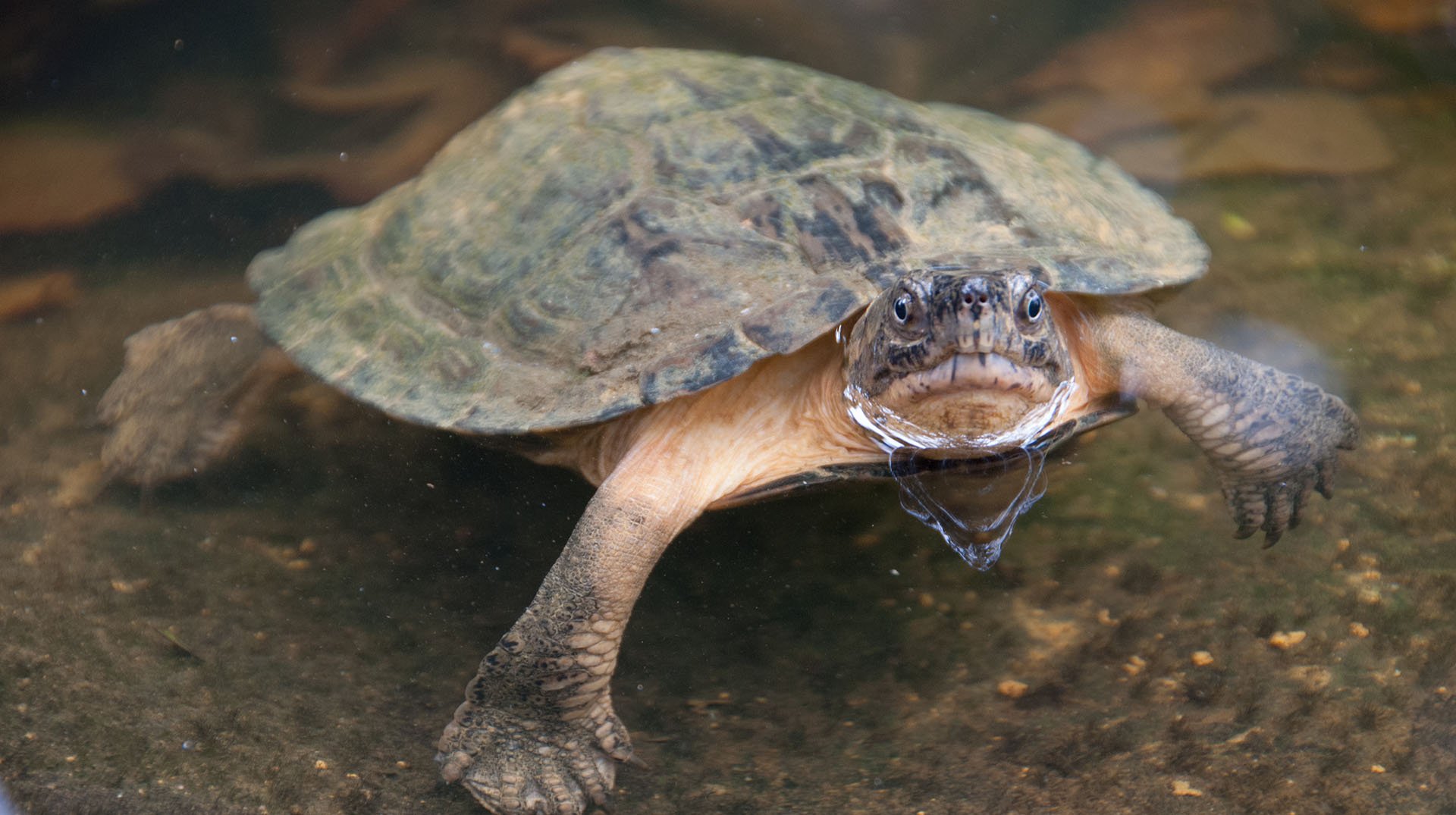 Turtle