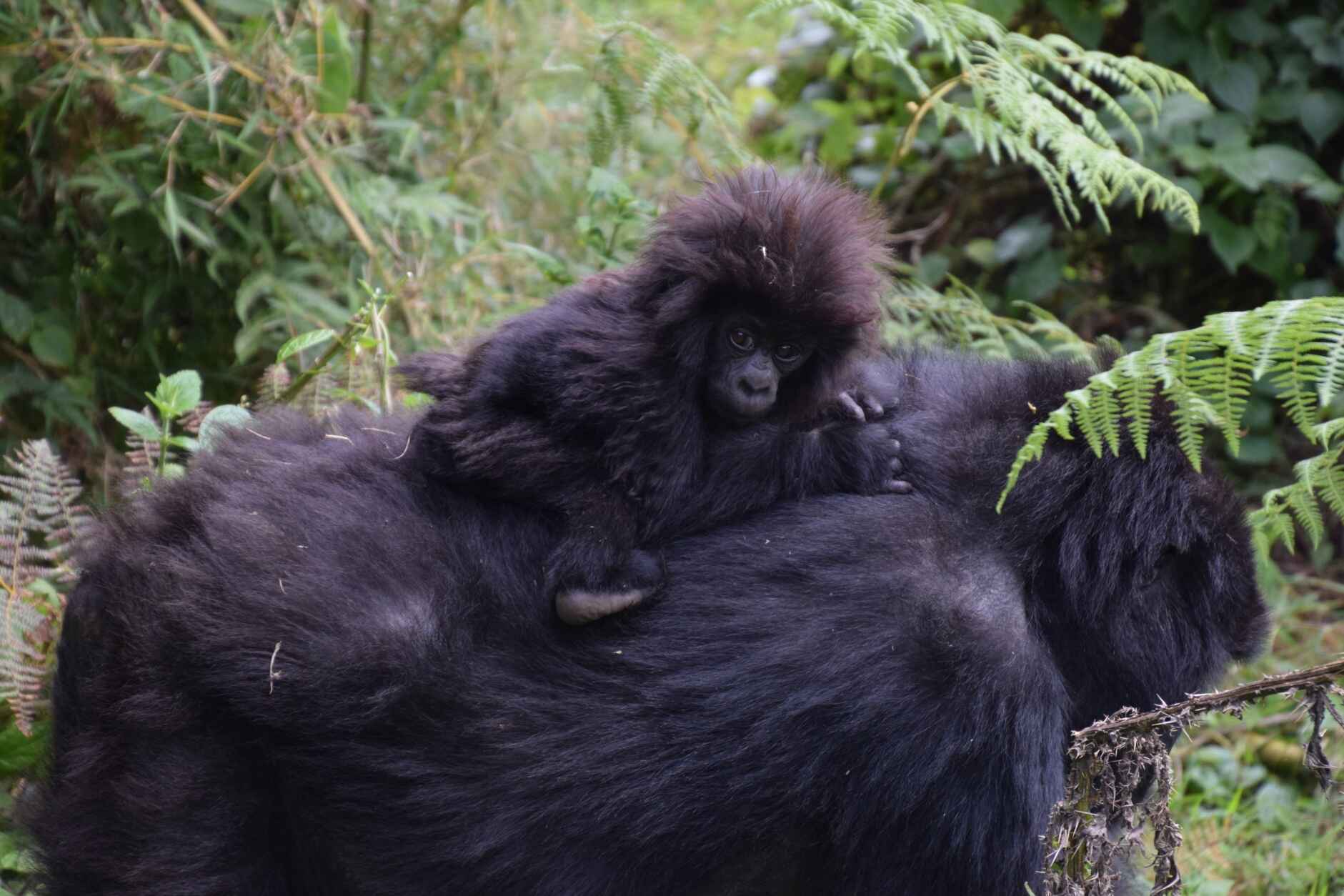 FFW-Gorilla-header-image