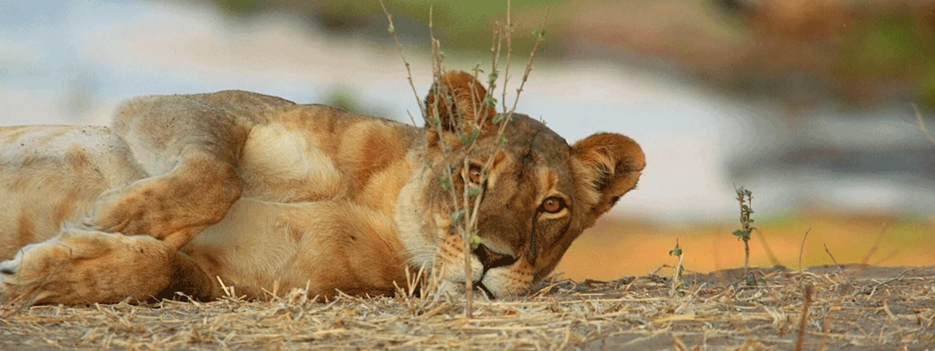 Future for Wildlife - Lions