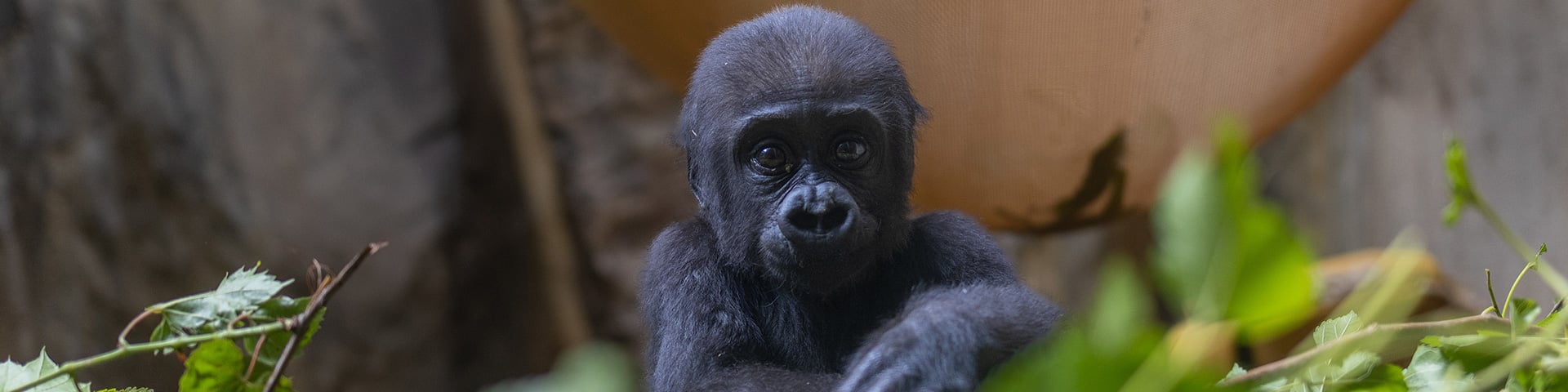 Baby gorilla