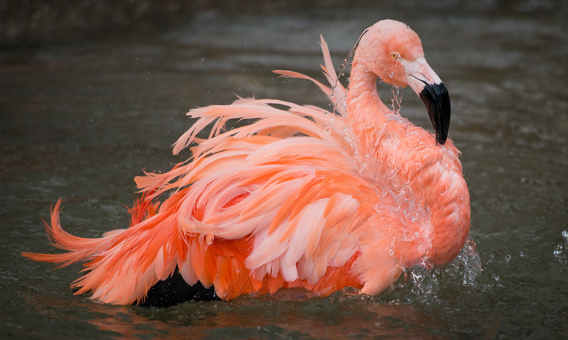 flamingo