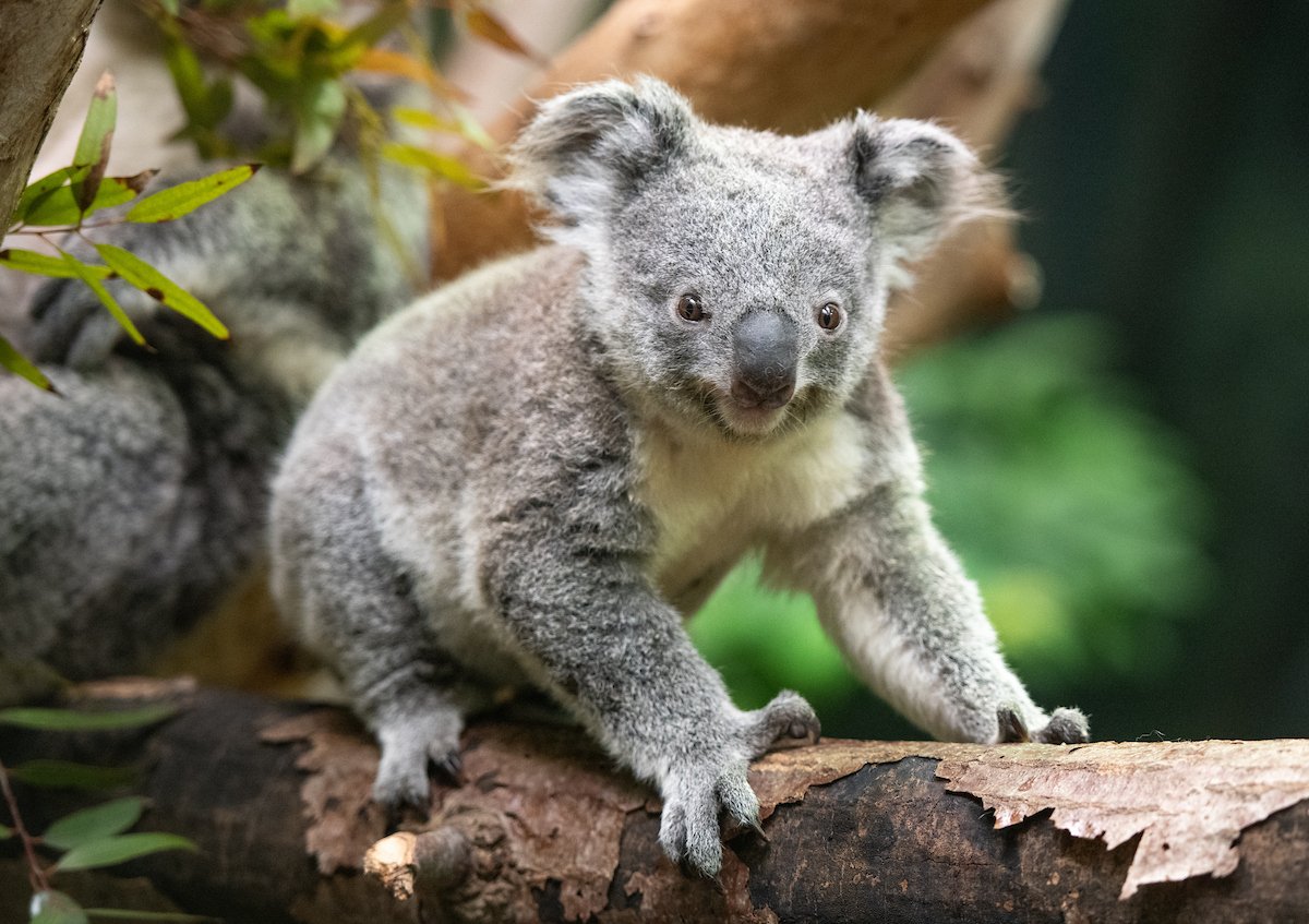 koala