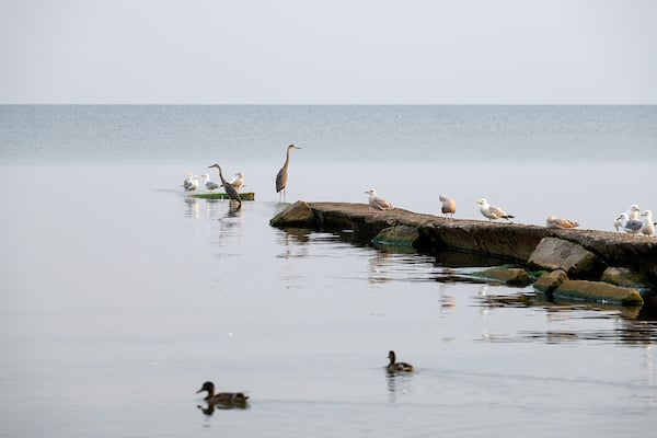 Huntington Beach_birds