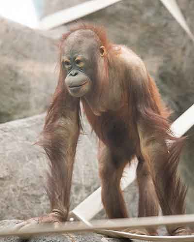 Orangutan-Merah.jpg