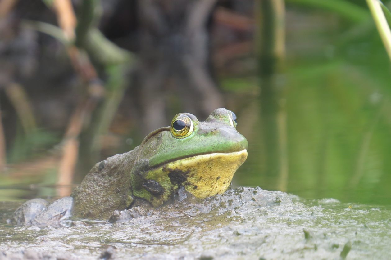 American-Bullfrog.jpg