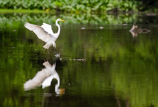 Lake Issac_waterfowl