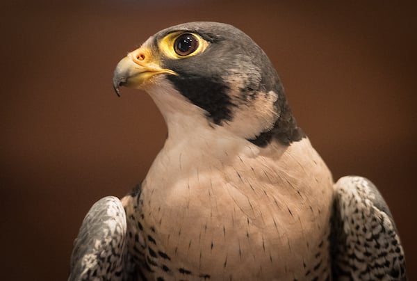 Peregrine Falcon