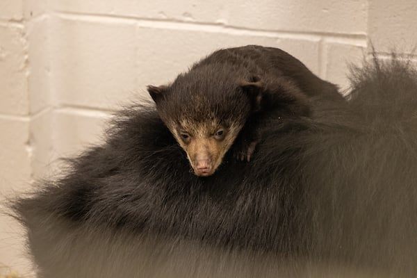 SLOTH_BEAR_BABY-08-1.jpg