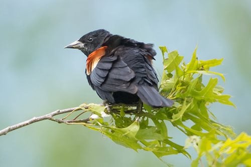 redwingedblacbird_rockyriver-web.jpg