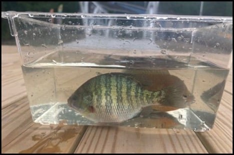 7.2.26 hinckley fish 3 7.2.26 hinckley fish 3