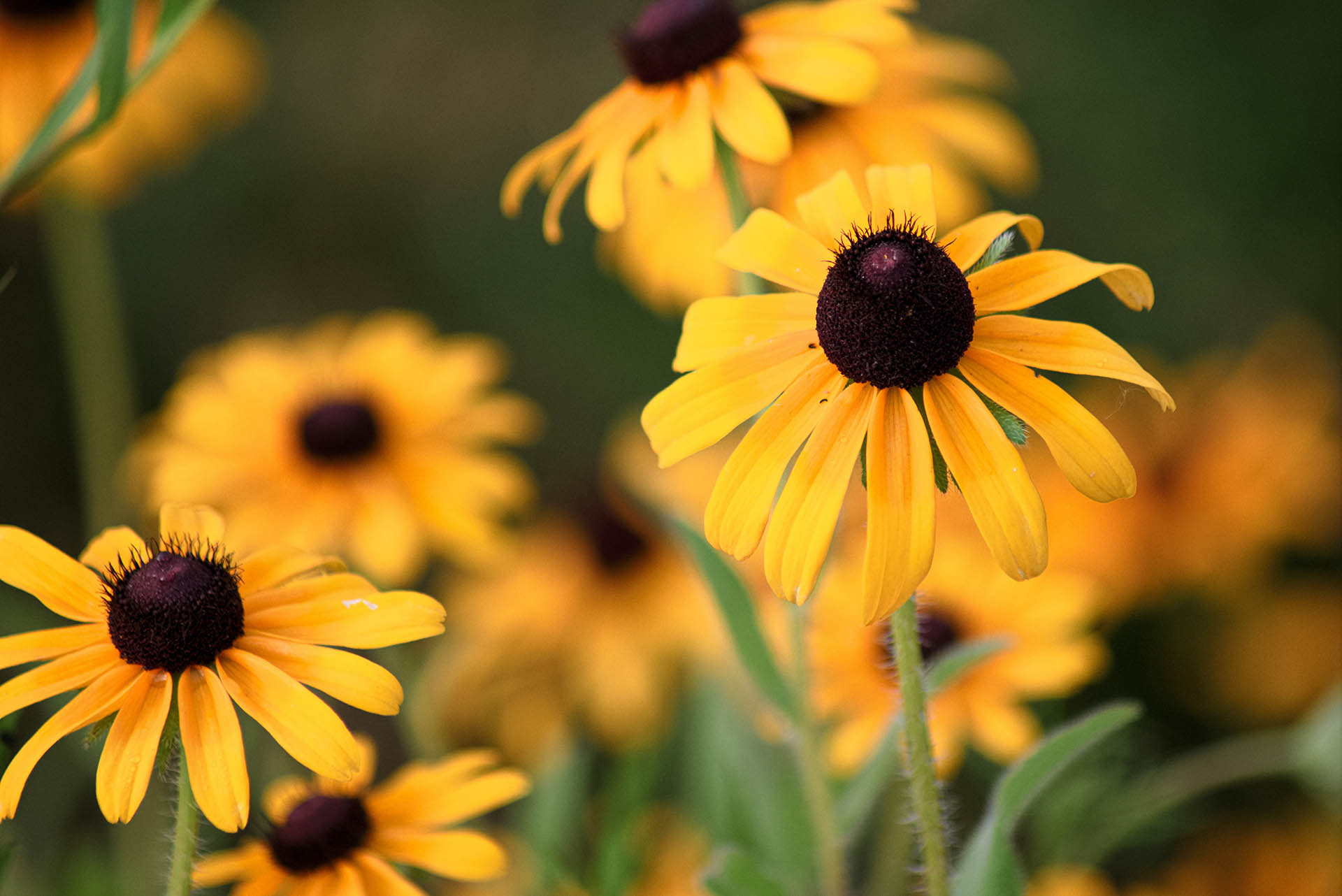 Black-Eyed-Susans-Kurt-Grening_1.jpg