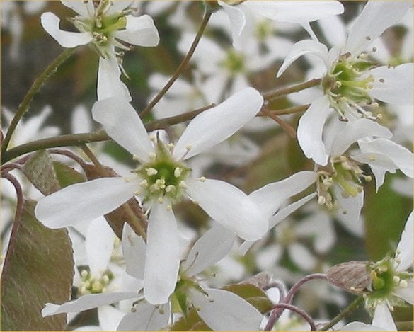 Serviceberry-flowers.jpg