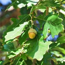 swamp-white-oak.jpg