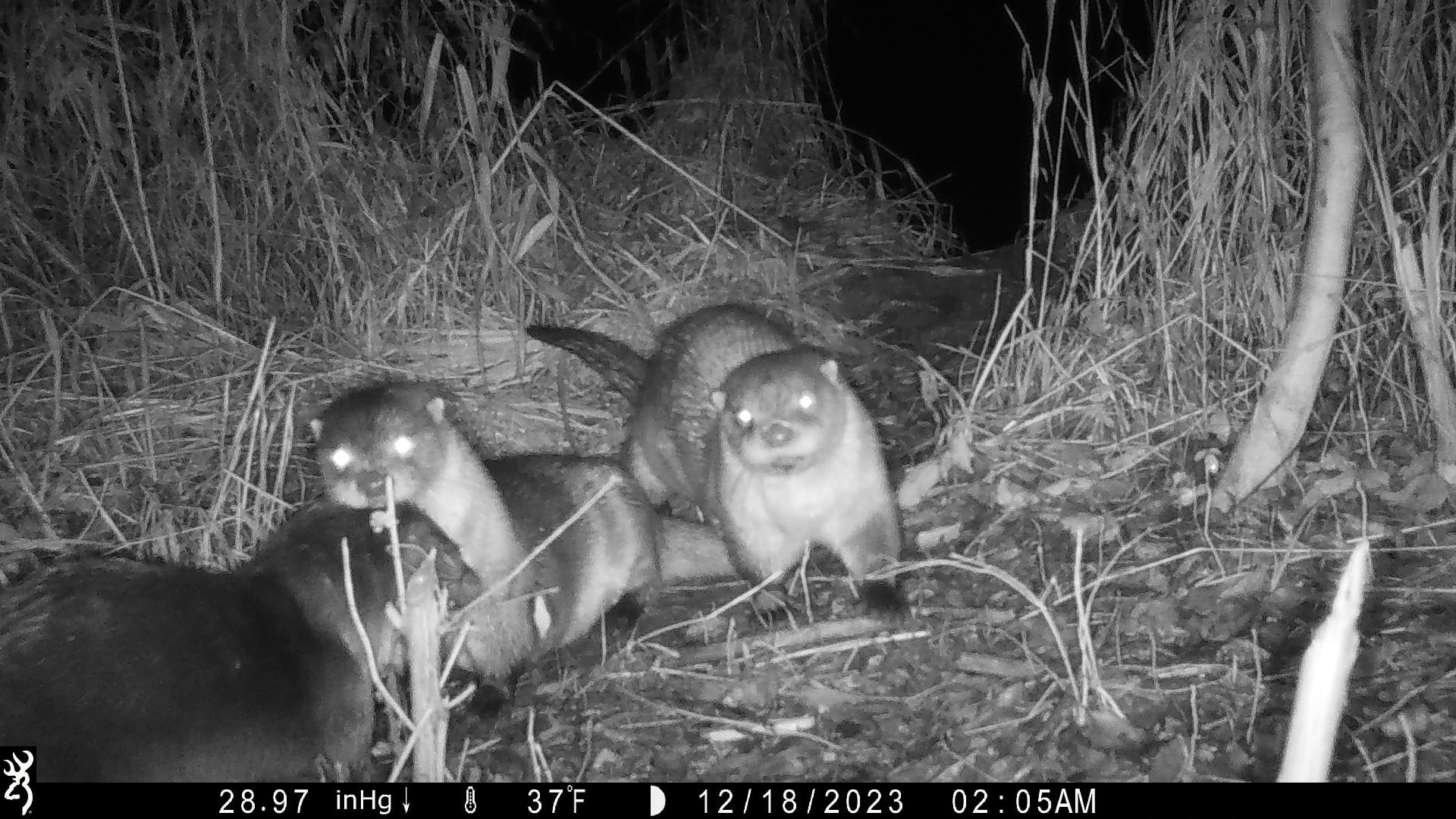 otter_group