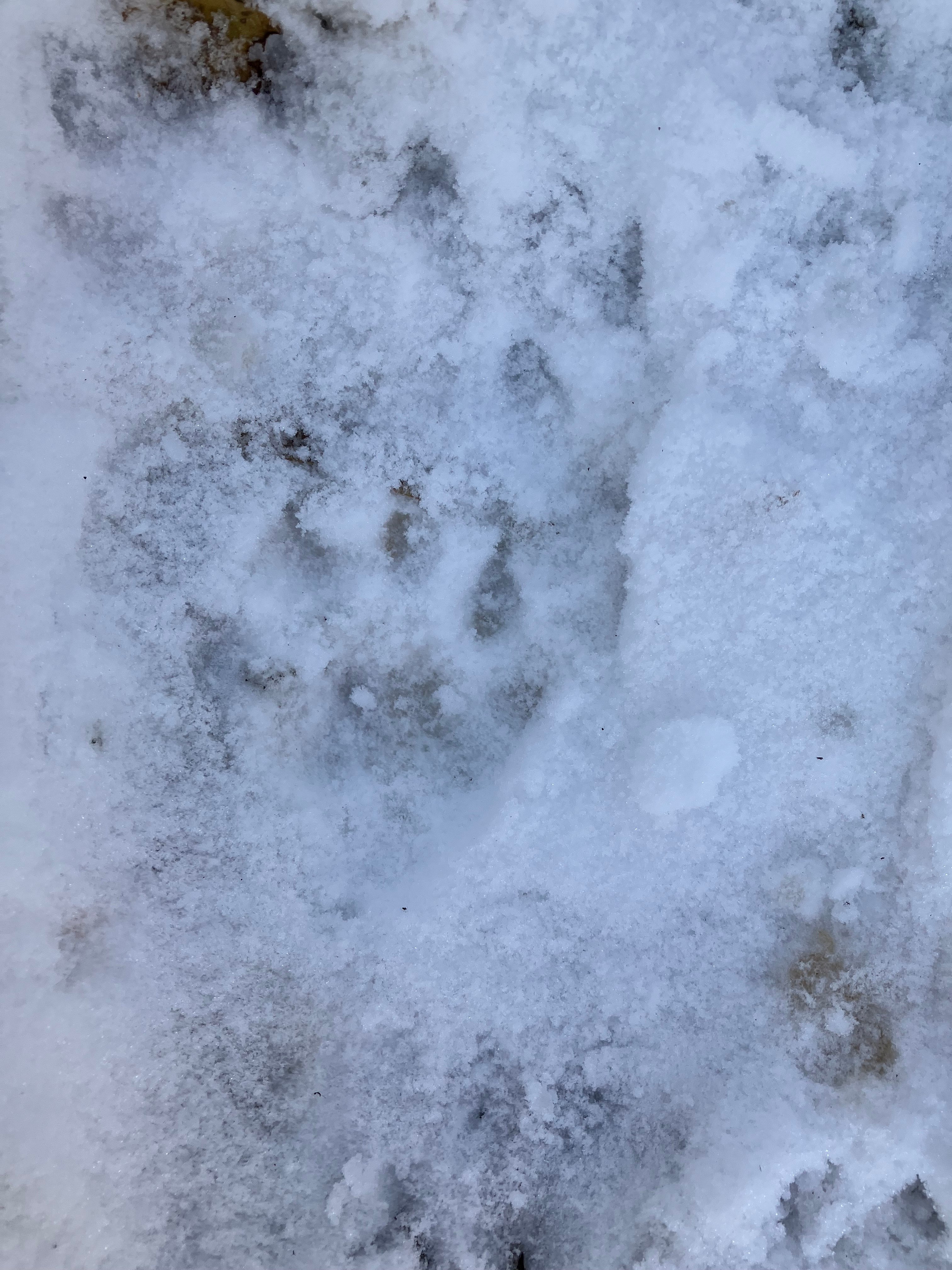 snow_track