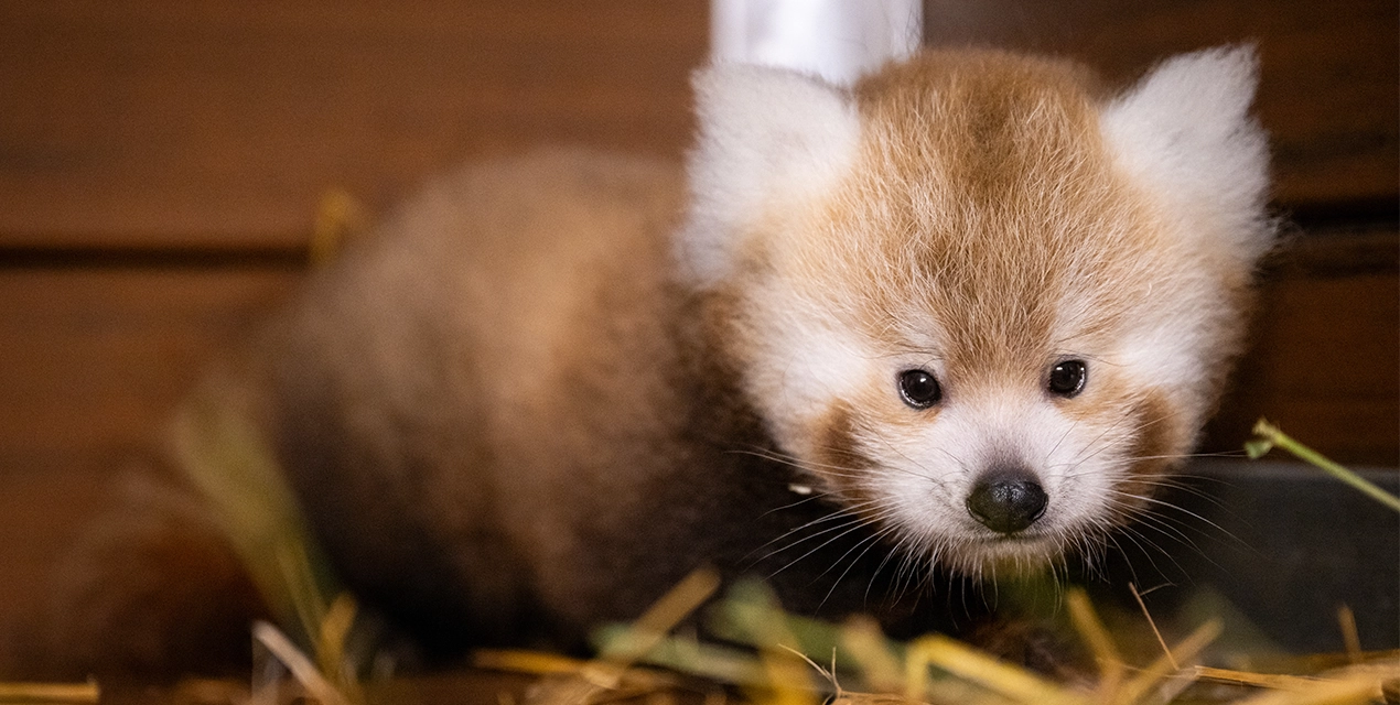 Red Panda_Bungee_2026.webp