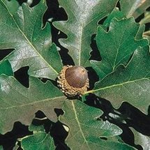 burr-oak.jpg