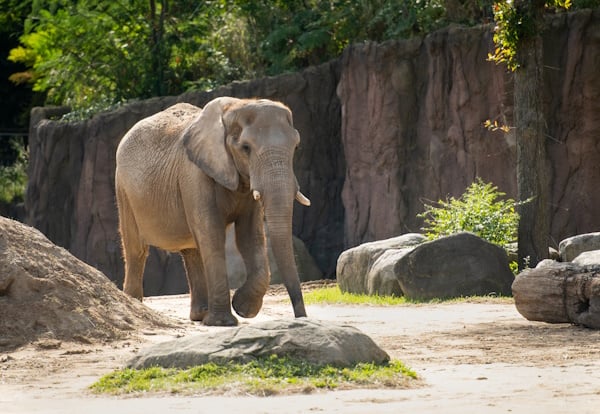 Single-Elephant-Walking.jpg