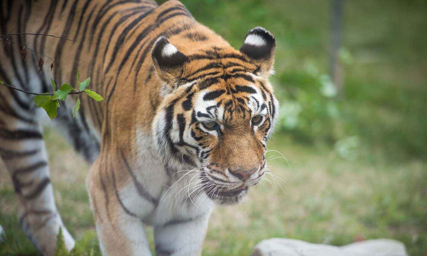 Tiger-Thumb.jpg