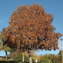 autumn-splendor-buckeye_1.jpg