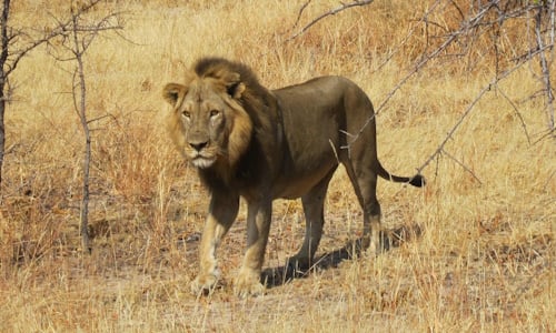 Lion.JPG