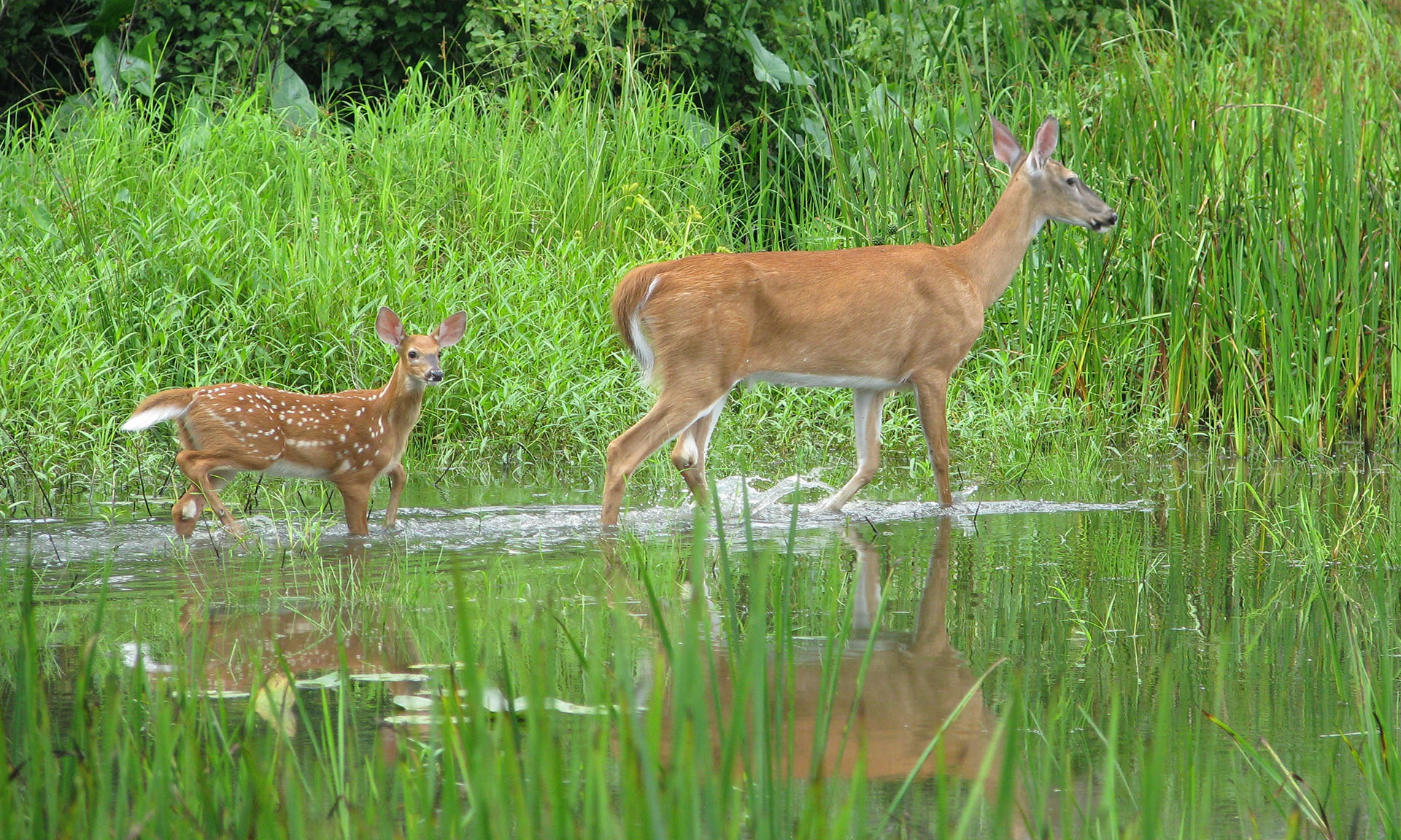 Deer-in-Marsh_2.JPG
