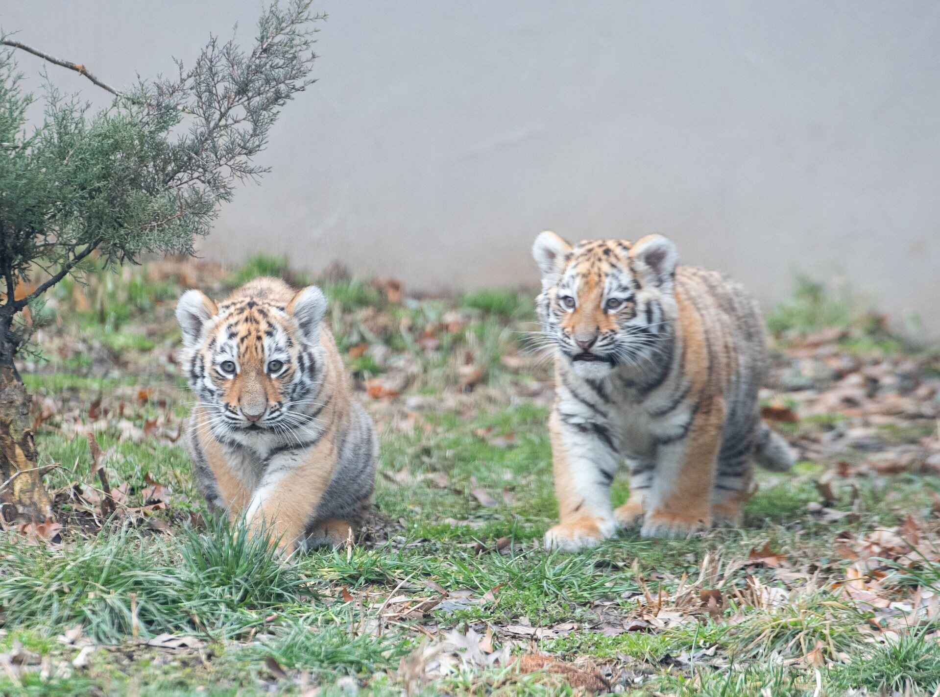 tiger-cubs1_1.jpg