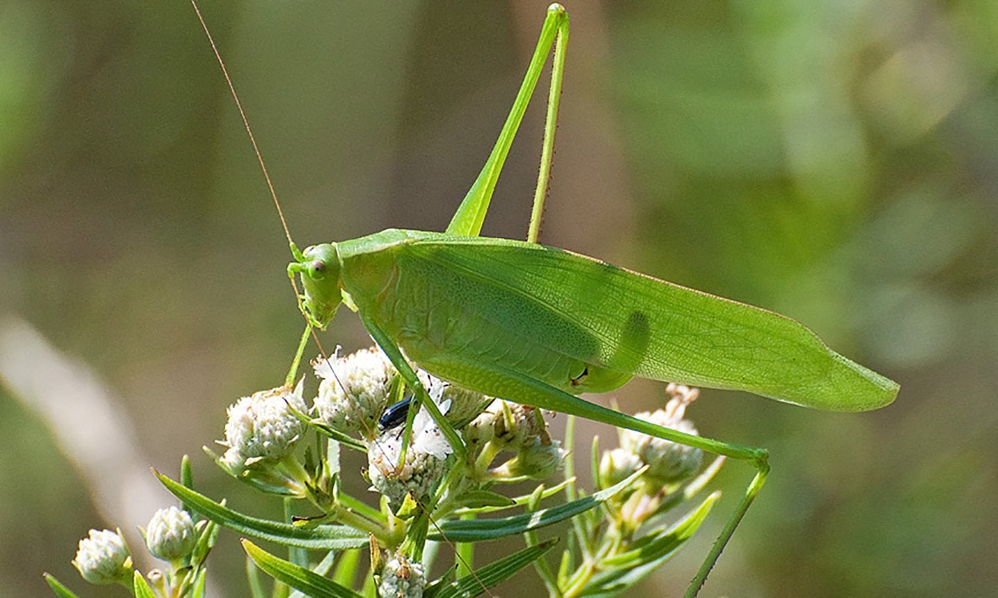 Angular-winged-Katydid-0259.jpg