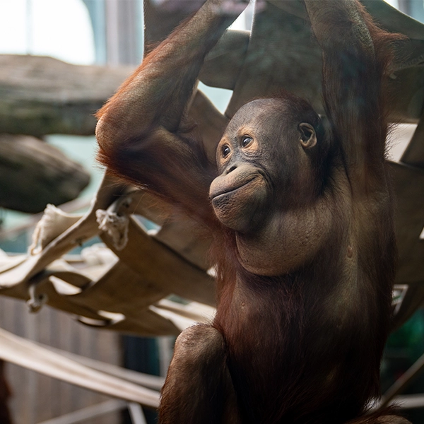 Orangutan_Zaki_2026.webp