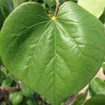 weeping-rosebud.jpg