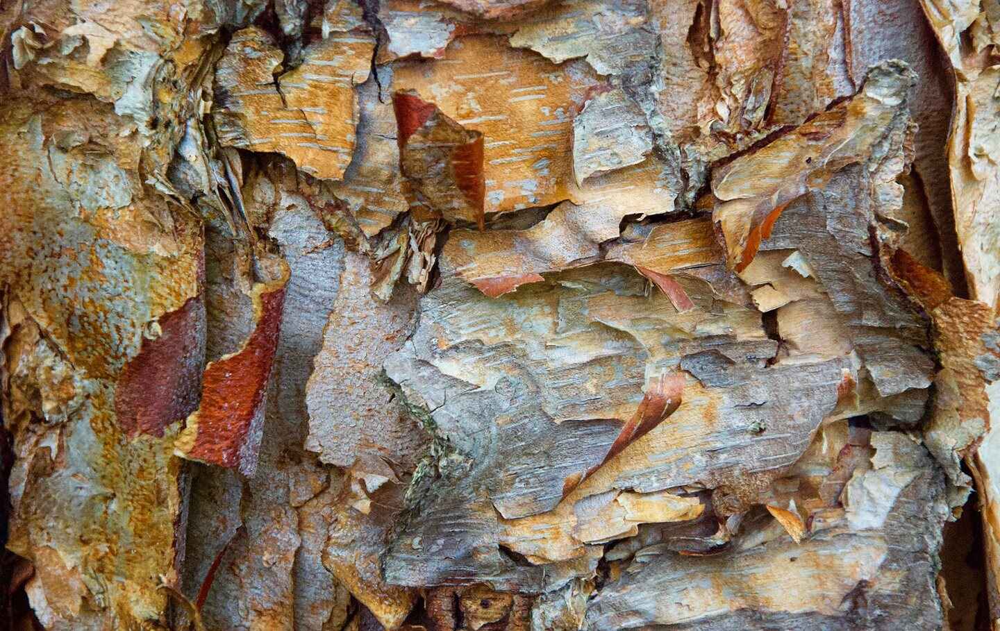 Best-of-Bark-Amber-Gray-HAL-MITCHELTREE.jpg