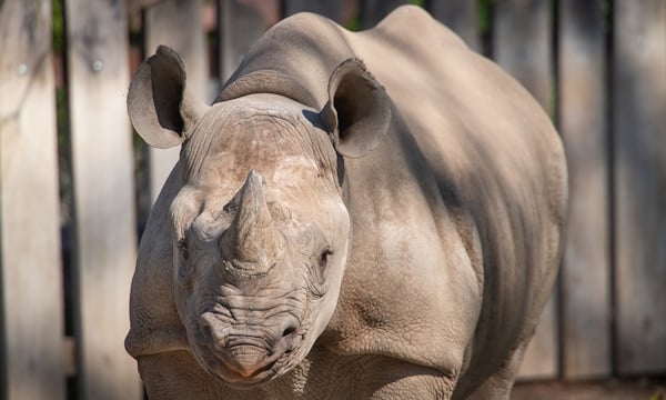 Rhinosaurus.jpg