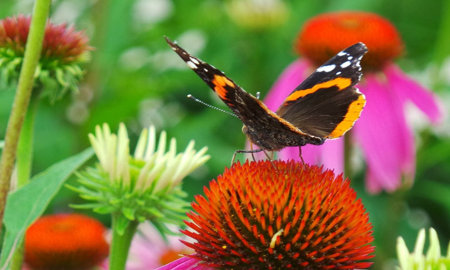 red-admiral-on-cone-2.jpg