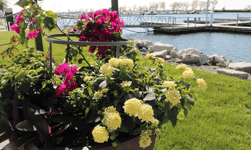 Flowers-at-e55.png