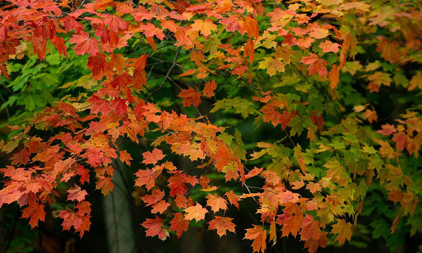 FallColor_KLP_5061.jpg