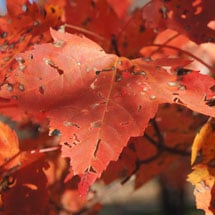 AcerRubrum-jpg.jpg
