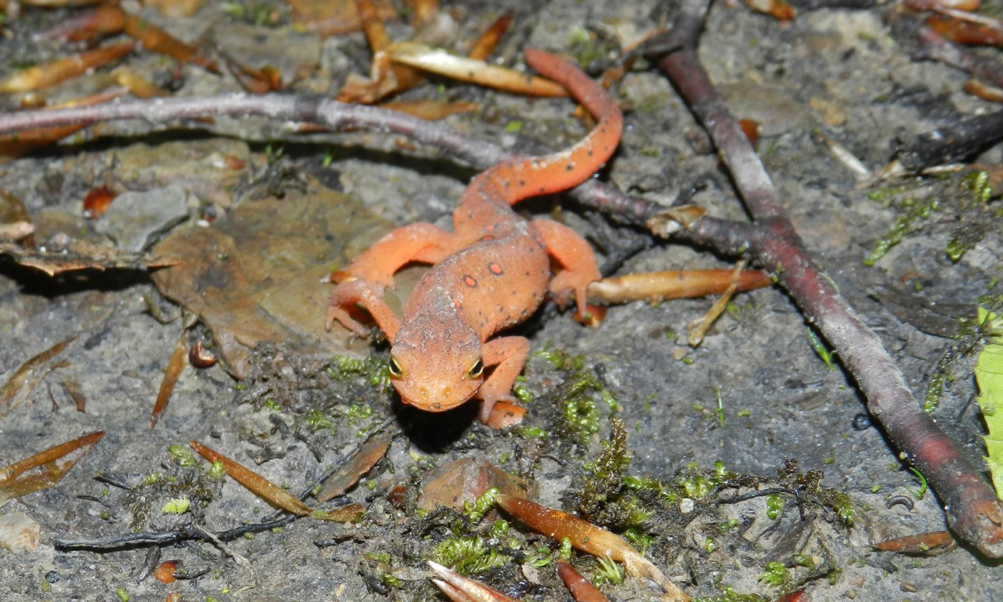 Red-Eft-4.JPG