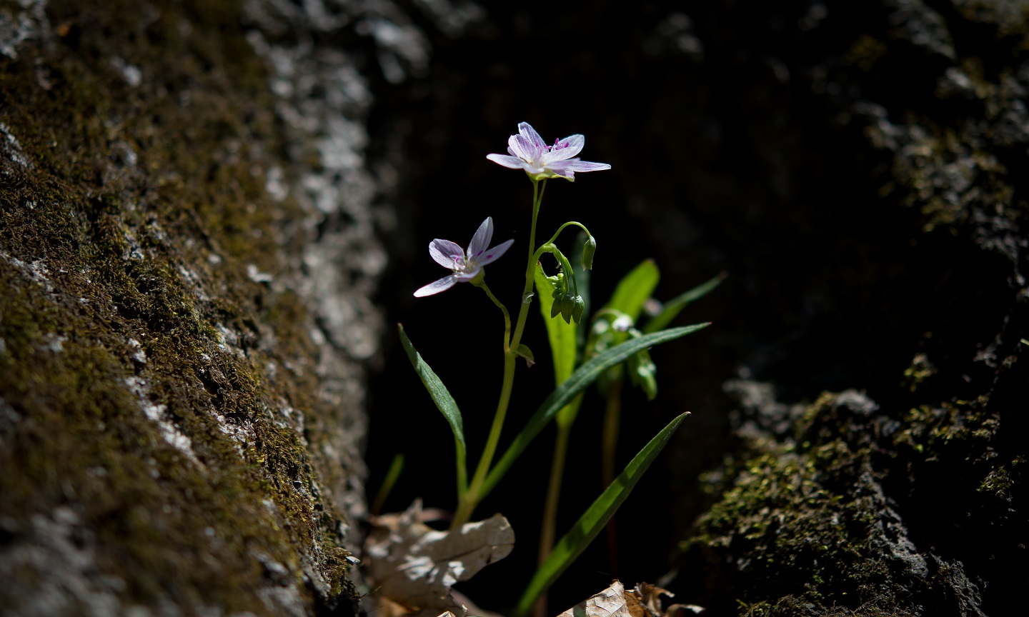flowersocialthumbnail.jpg