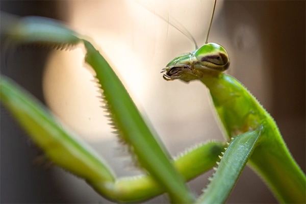 Praying-Mantis.webp