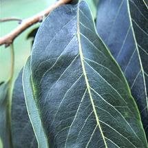 persimmon-leaf.jpg