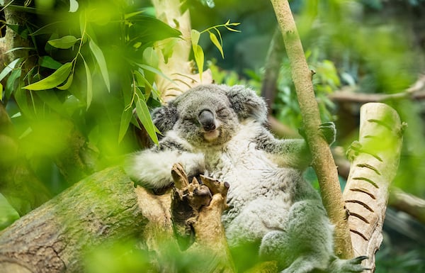 koala.jpg