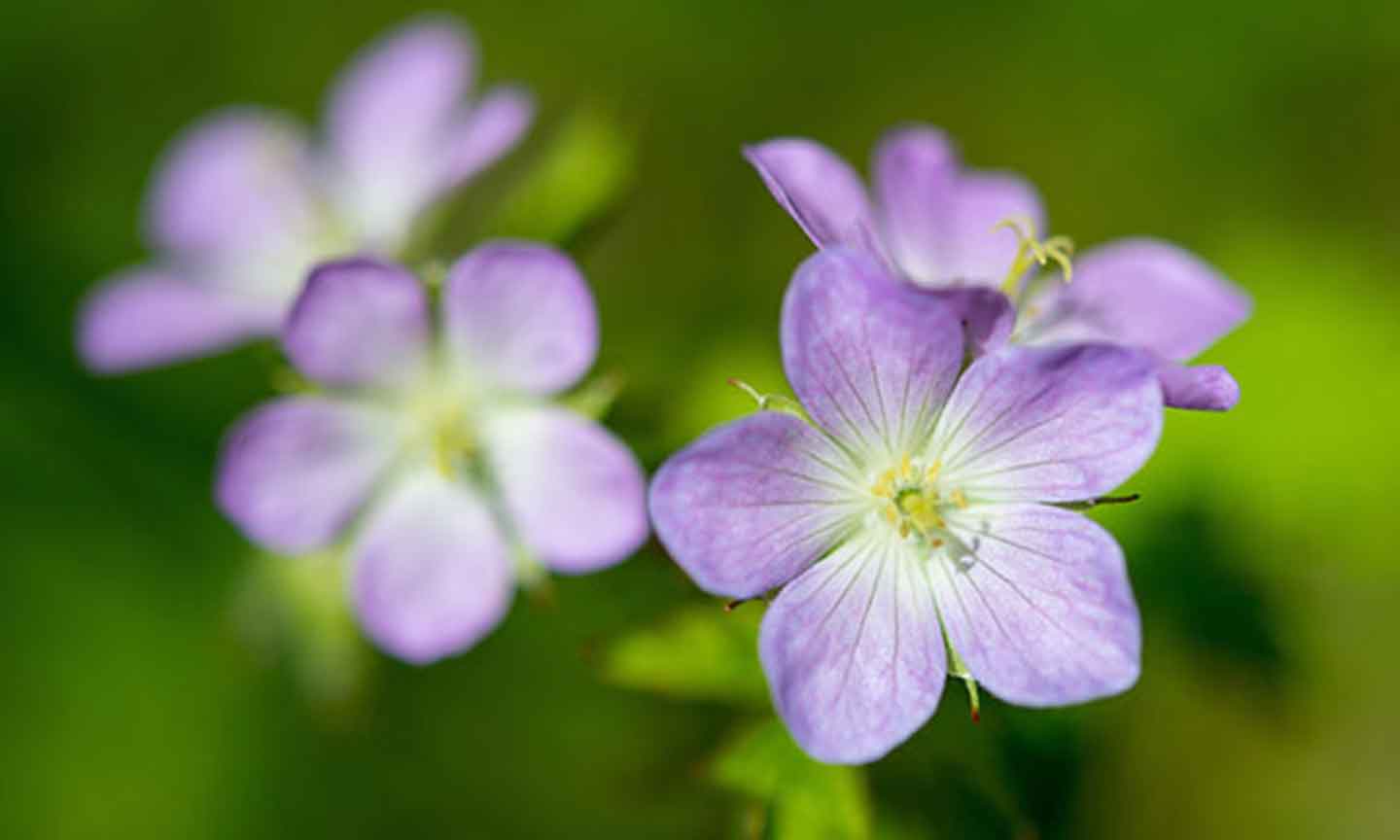 Wildflowers.jpg