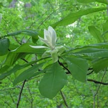 umbrella-magnolia.jpg