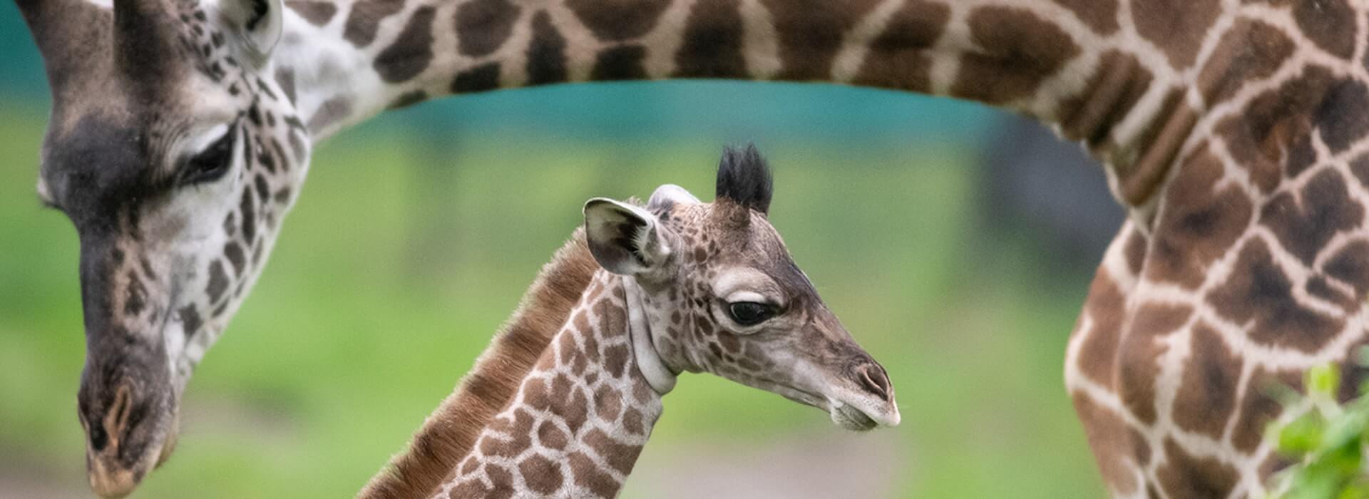 Giraffes.jpg