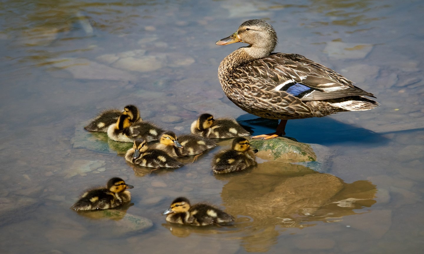 Duckssocialthumbnail_1.jpg
