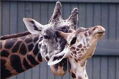 giraffe-masai-clevelnad-metroparks-zoo.jpg