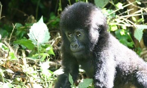 Baby-Gorilla.JPG